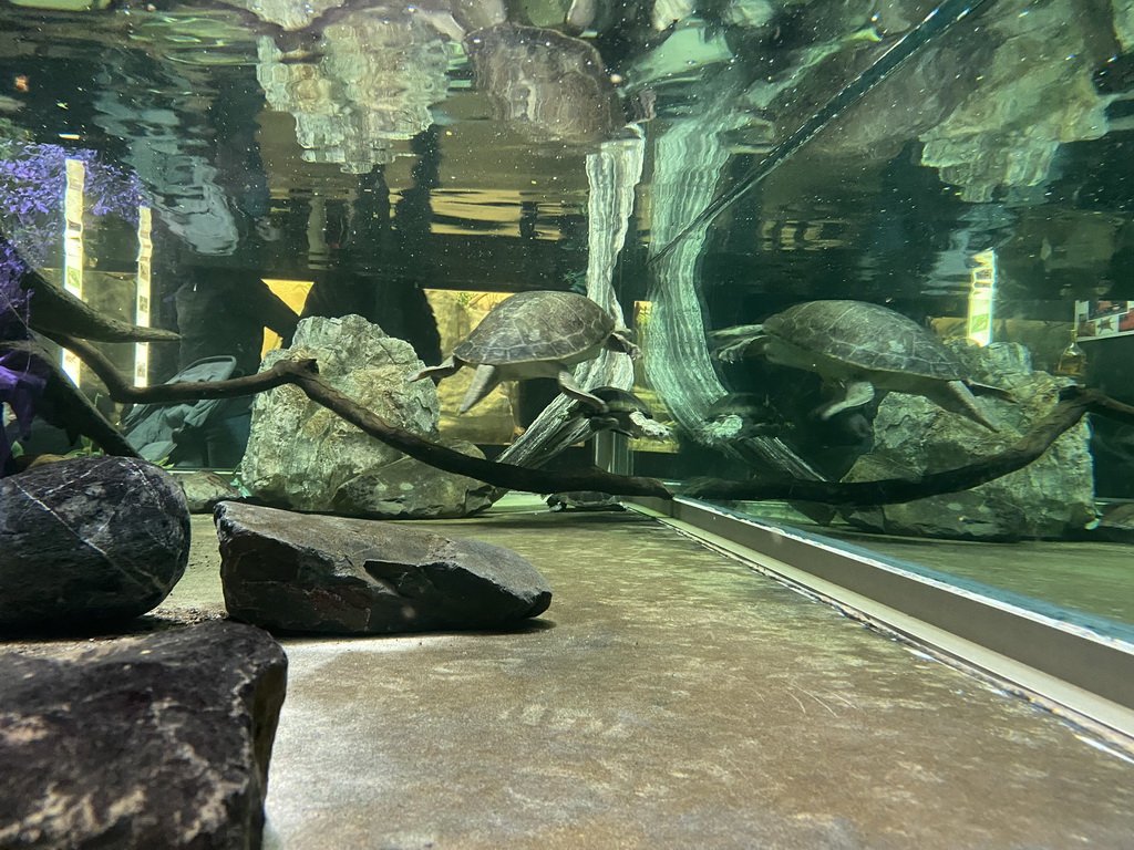 Turtles under water at the Reptile House at the Antwerp Zoo