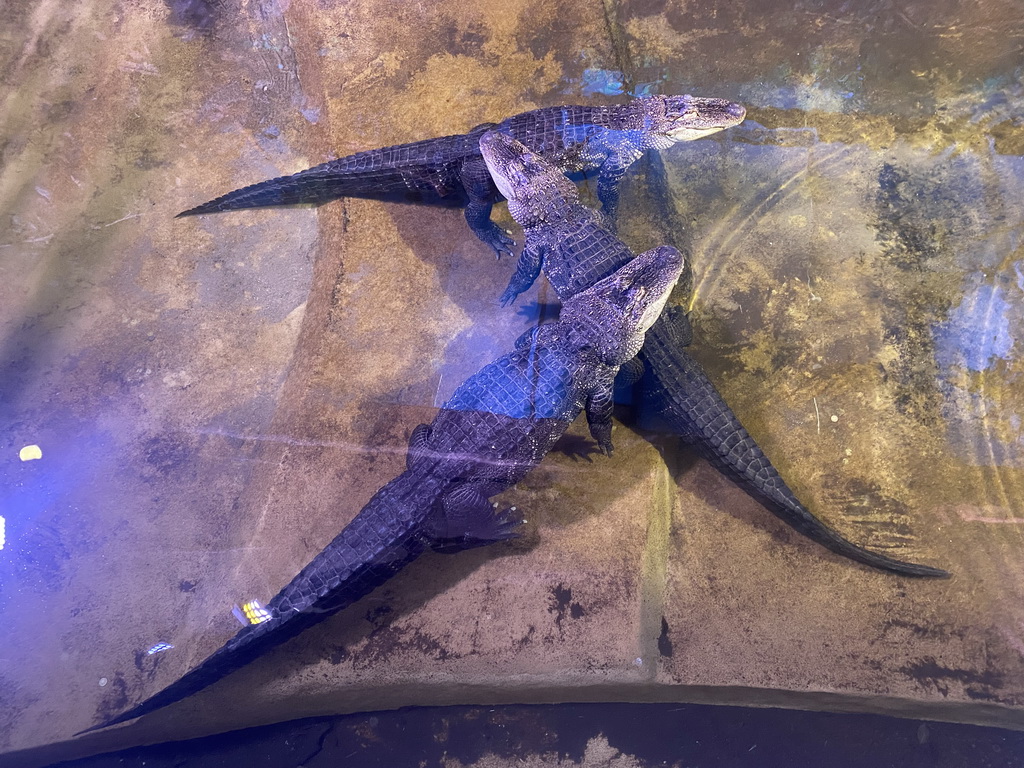 Spectacled Caimans at the Reptile House at the Antwerp Zoo