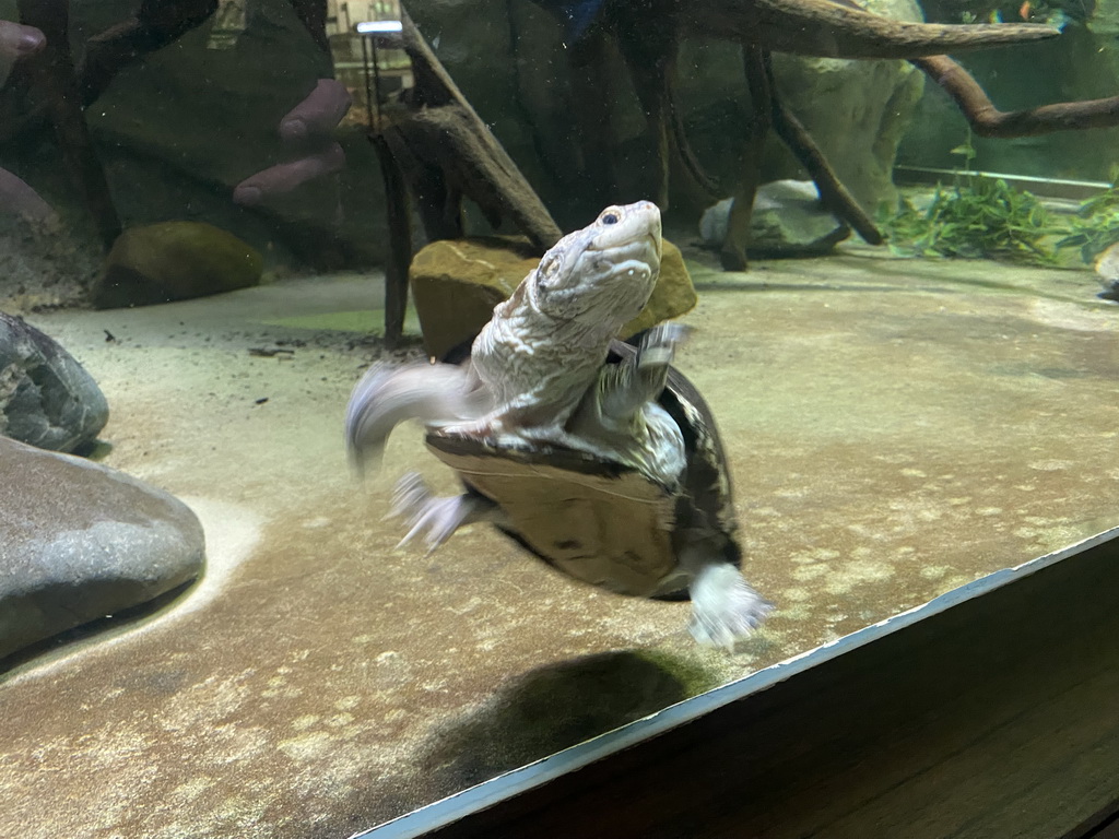 Turtles under water at the Reptile House at the Antwerp Zoo