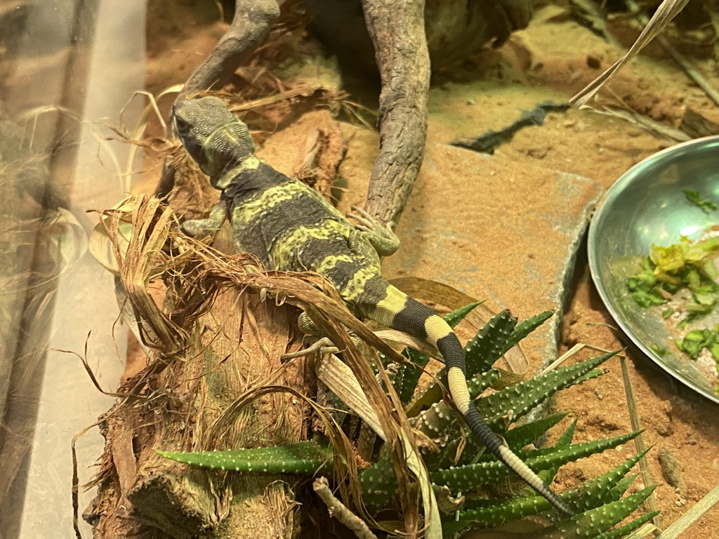 Young Common Chuckwalla at the Reptile House at the Antwerp Zoo