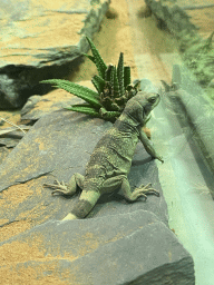 Young Common Chuckwalla at the Reptile House at the Antwerp Zoo