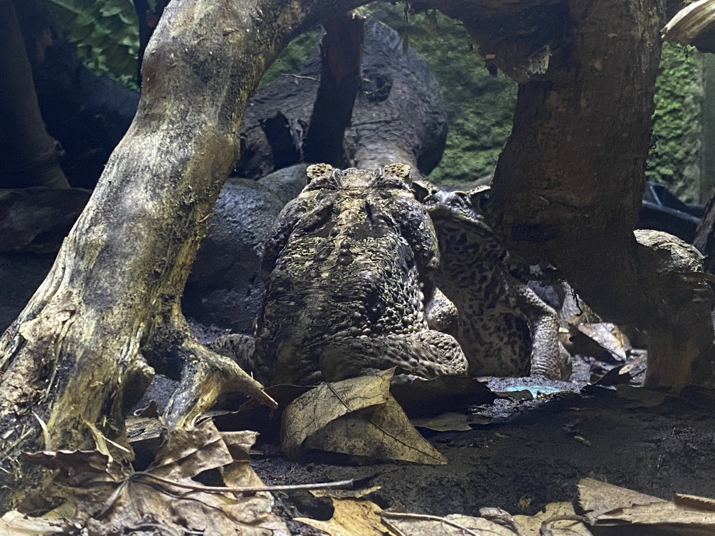 Cane Toads at the Reptile House at the Antwerp Zoo