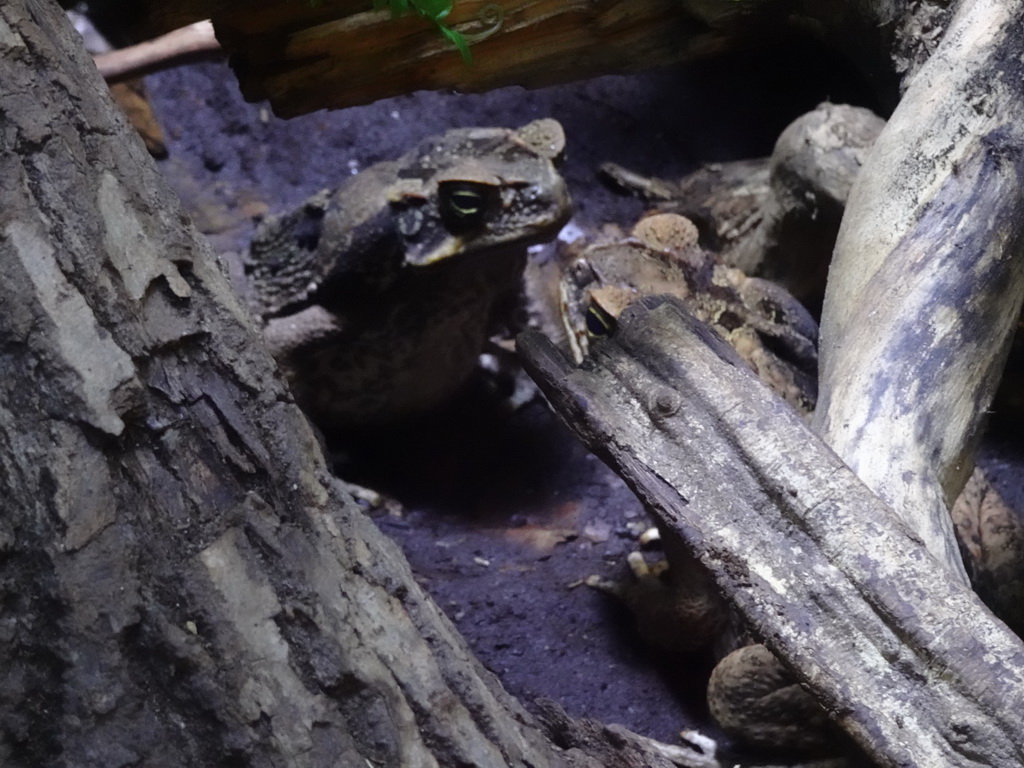 Cane Toads at the Reptile House at the Antwerp Zoo