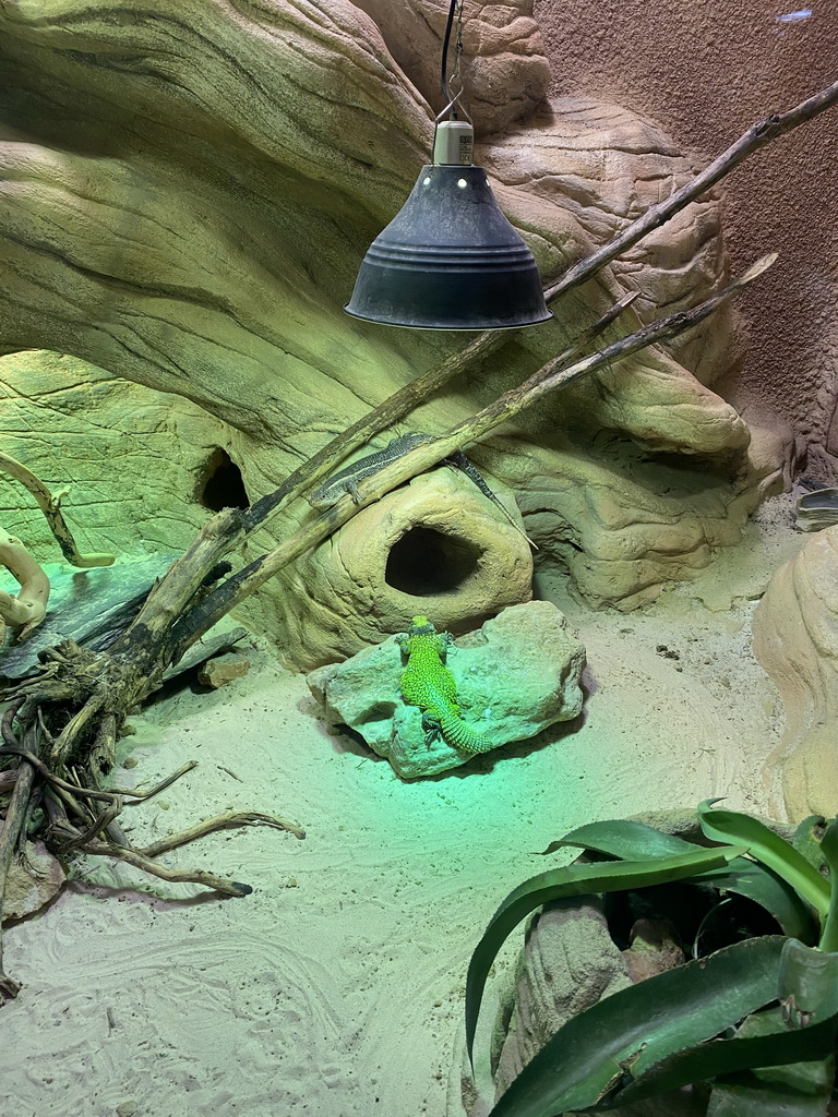 Moroccan Spiny-tailed Lizard at the Reptile House at the Antwerp Zoo