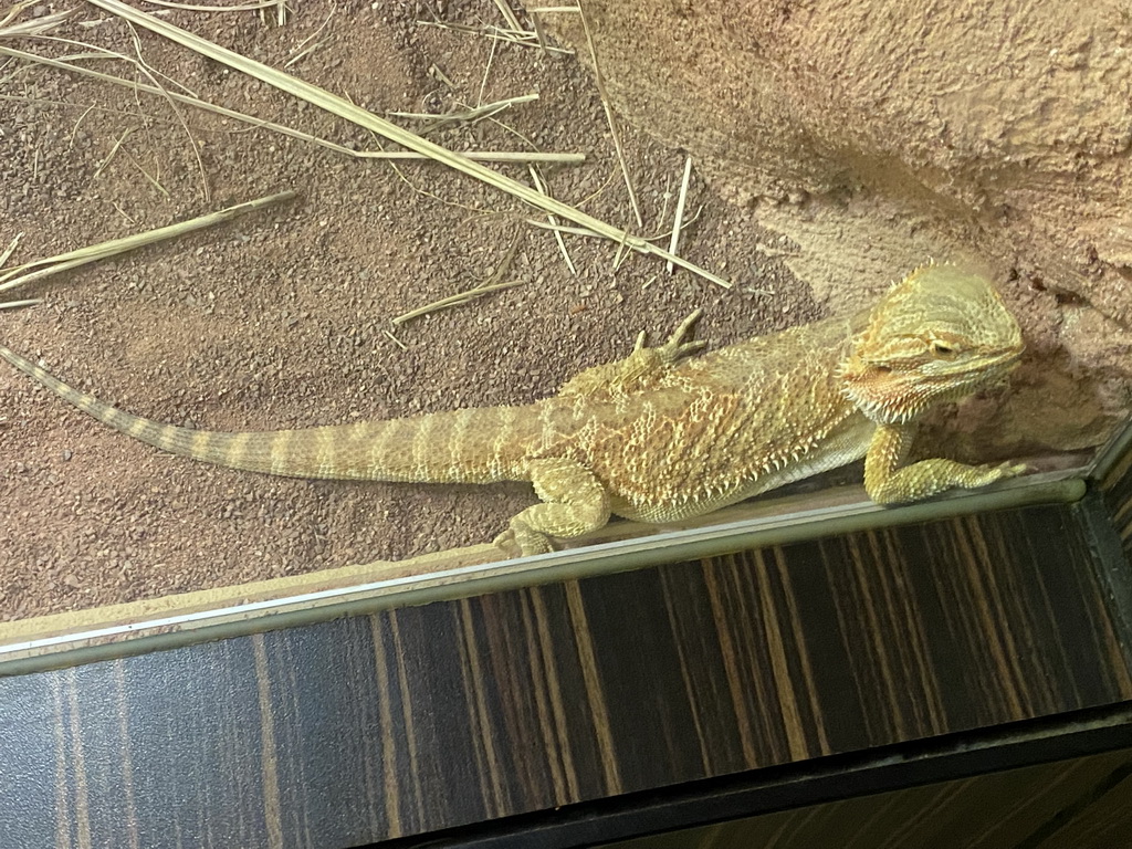 Bearded Dragon at the Reptile House at the Antwerp Zoo