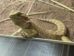 Bearded Dragon at the Reptile House at the Antwerp Zoo