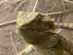 Head of a Bearded Dragon at the Reptile House at the Antwerp Zoo