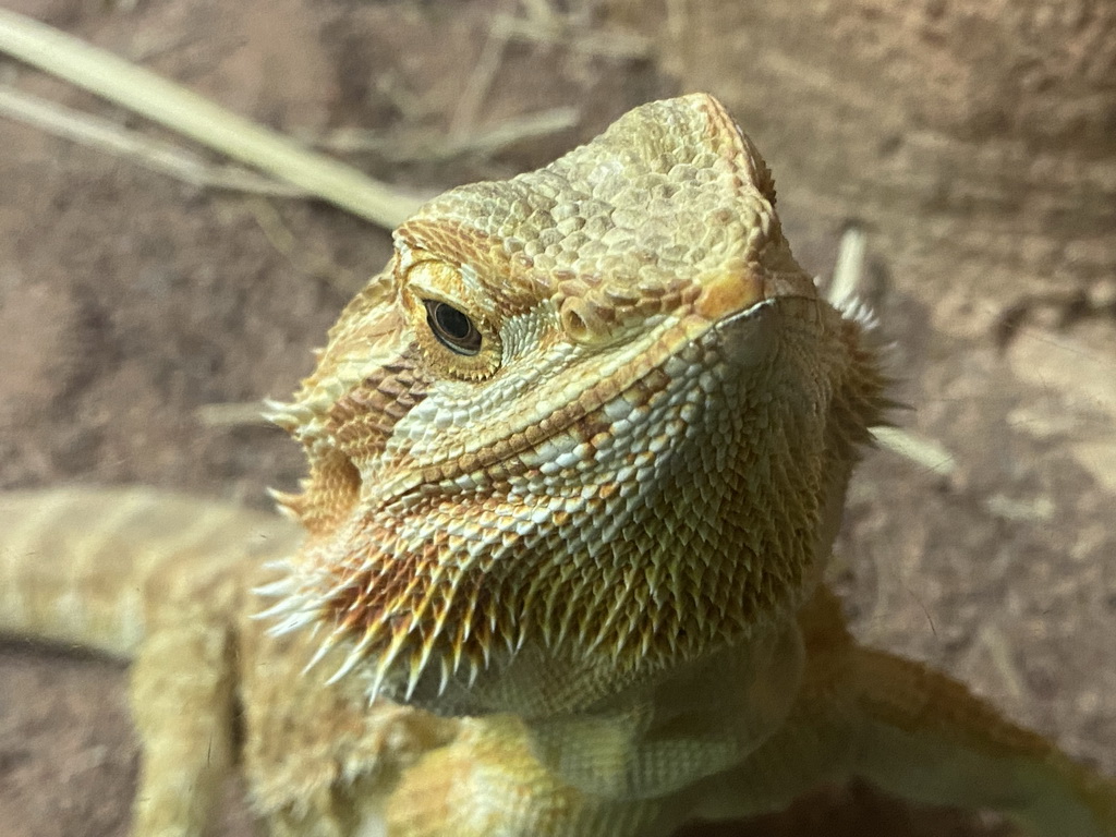 Head of a Bearded Dragon at the Reptile House at the Antwerp Zoo