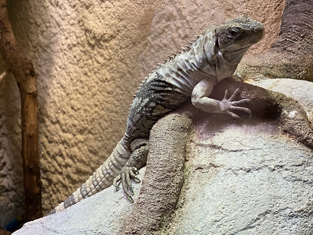 Lizard at the Reptile House at the Antwerp Zoo