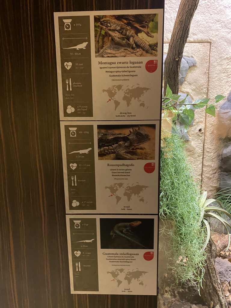 Explanation on the Motagua Spiny-tailed Iguana, Giant Horned Lizard and Guatemalan Emerald Spiny Lizard at the Reptile House at the Antwerp Zoo