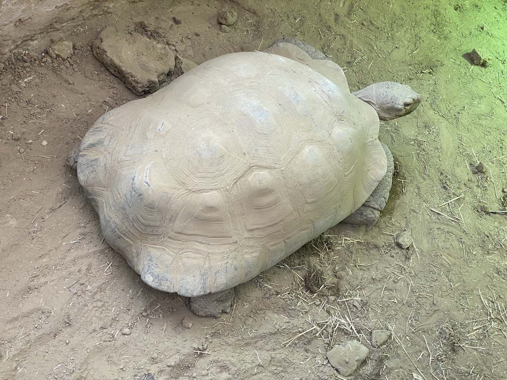 Tortoise at the Reptile House at the Antwerp Zoo