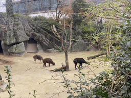 Alpacas at the Antwerp Zoo