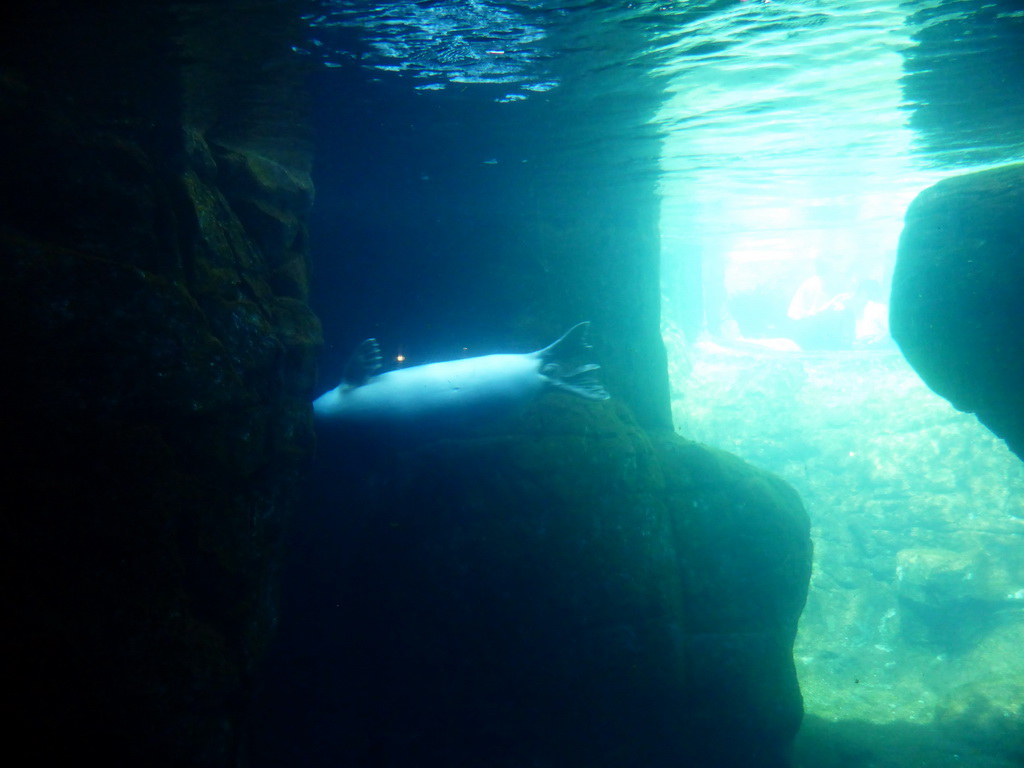 Harbor Seal under water at the Vriesland building at the Antwerp Zoo