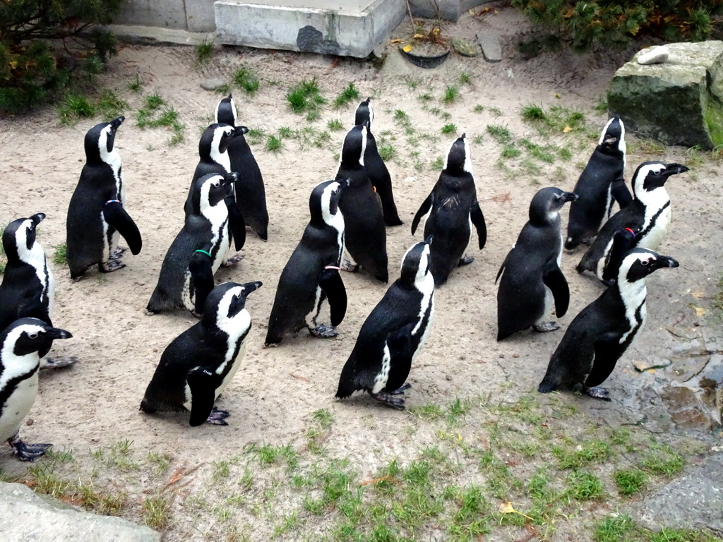 African Penguins at the Rotunda Building at the Antwerp Zoo