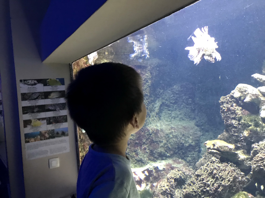 Max with a Lionfish at the Aquarium of the Antwerp Zoo