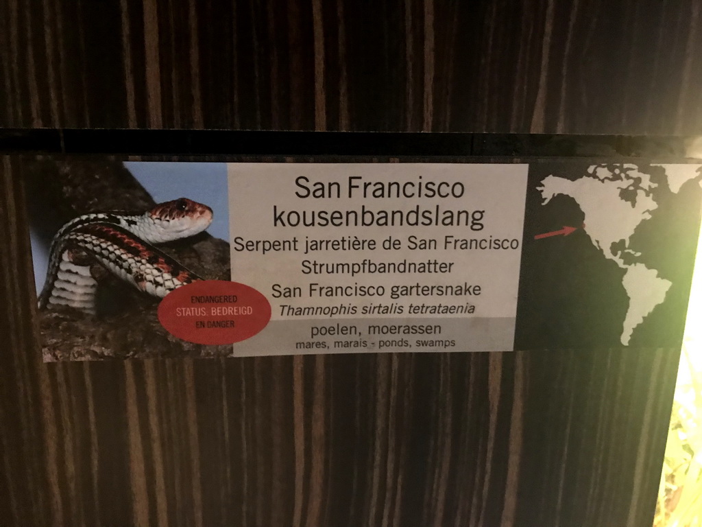 Explanation on the San Francisco Garter Snake at the Reptile House at the Antwerp Zoo