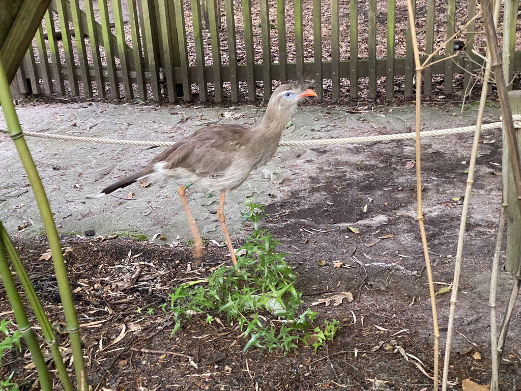 Red-legged Seriema at the Apenheul zoo