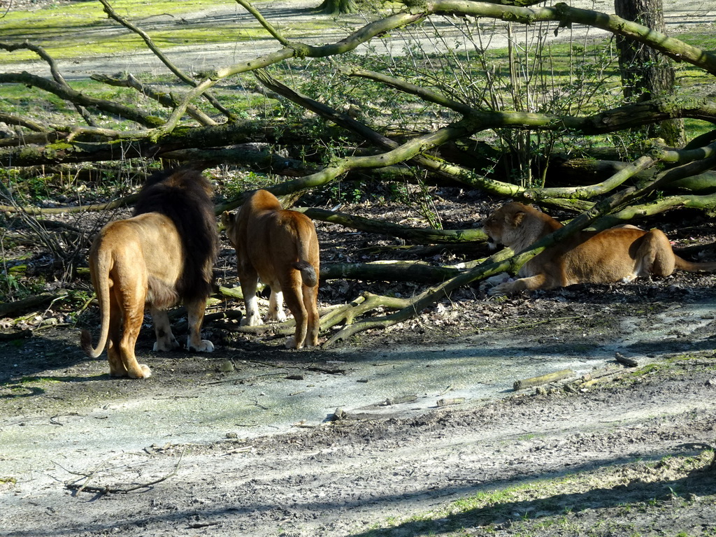 Lions at the Safari Area of Burgers` Zoo