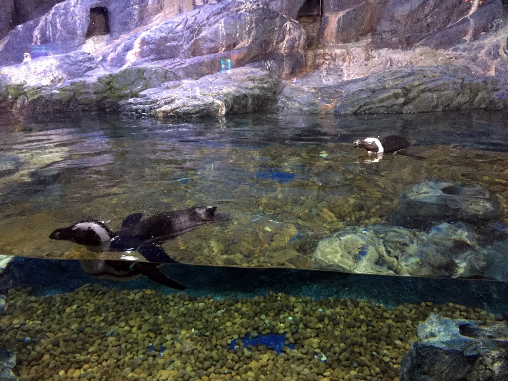 Jackass Penguins at the Rocky Shore zone of the Sea Life Bangkok Ocean World