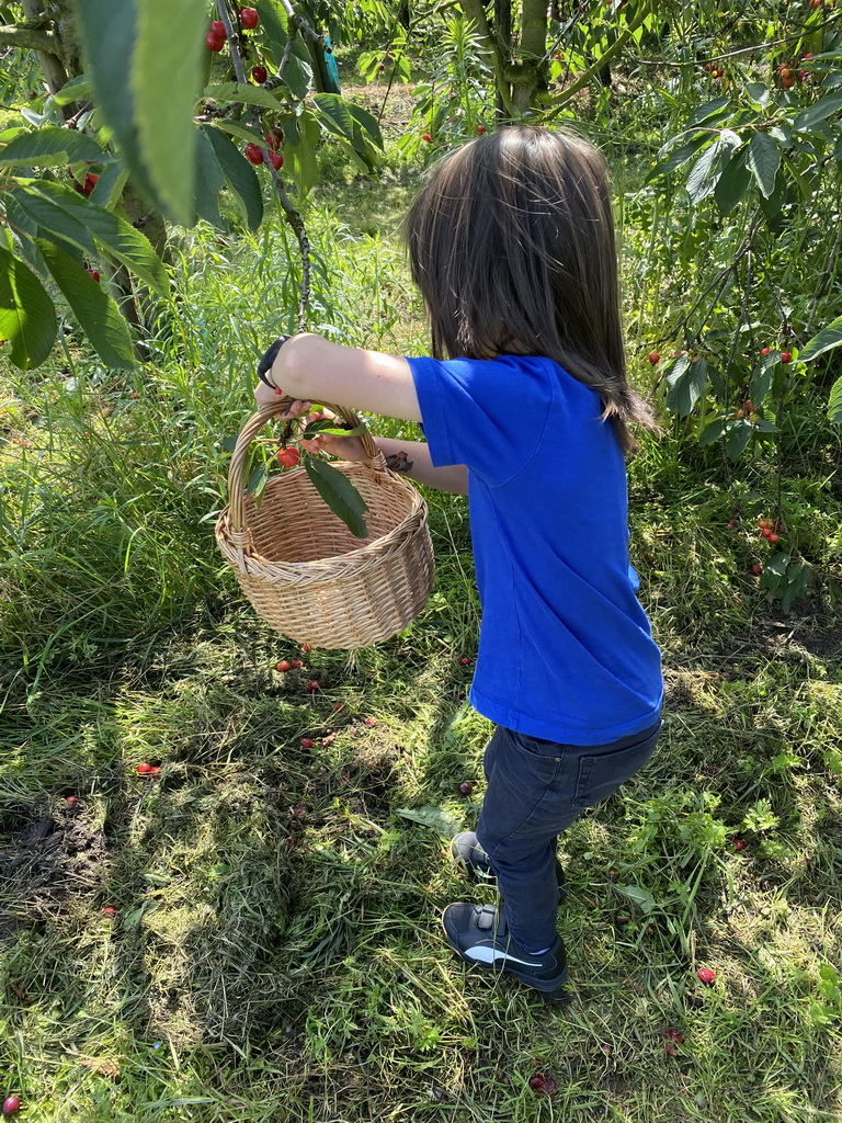 Max picking cherries at the FrankenFruit fruit farm