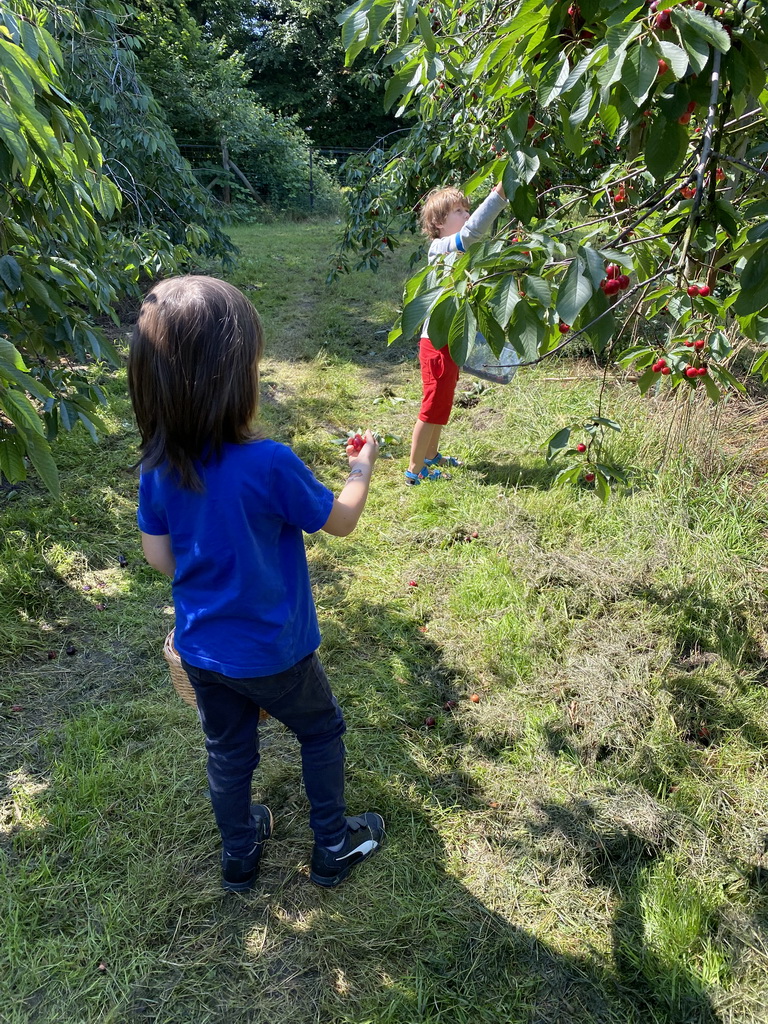 Max and his friend picking cherries at the FrankenFruit fruit farm