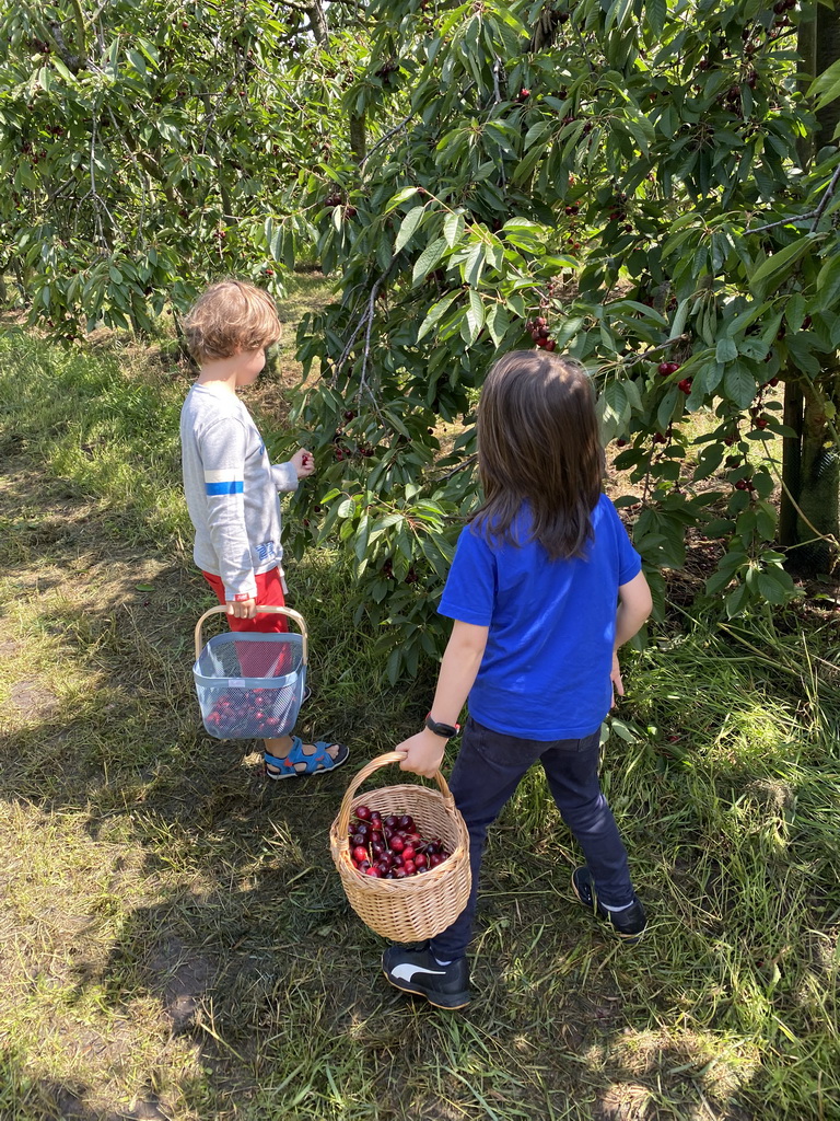 Max and his friend picking cherries at the FrankenFruit fruit farm