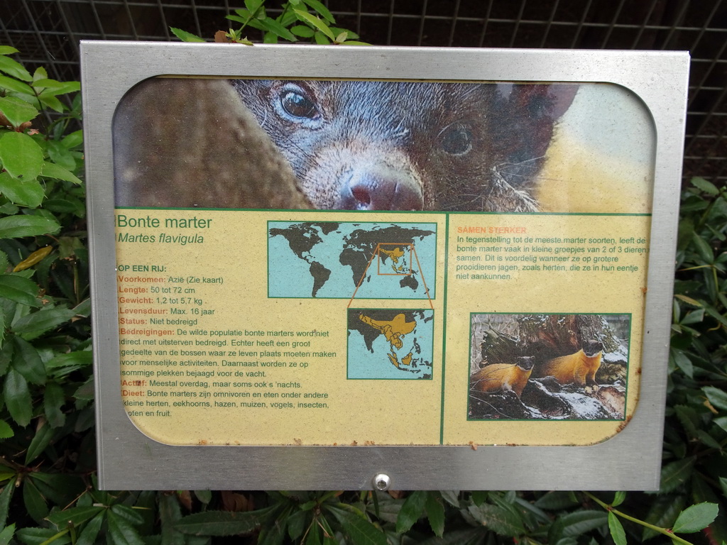 Explanation on the Yellow-throated Marten at BestZoo