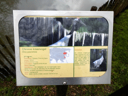 Explanation on the Red-crowned Crane at BestZoo