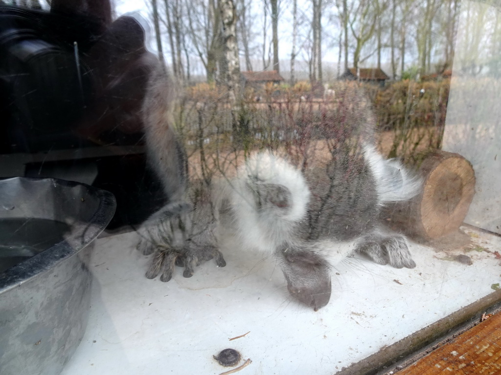 Ring-tailed Lemur at BestZoo