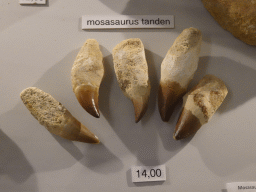 Fossilized Mosasaurus teeth in the shop at the Lower Floor of the Museum Building of the Oertijdmuseum, with explanation