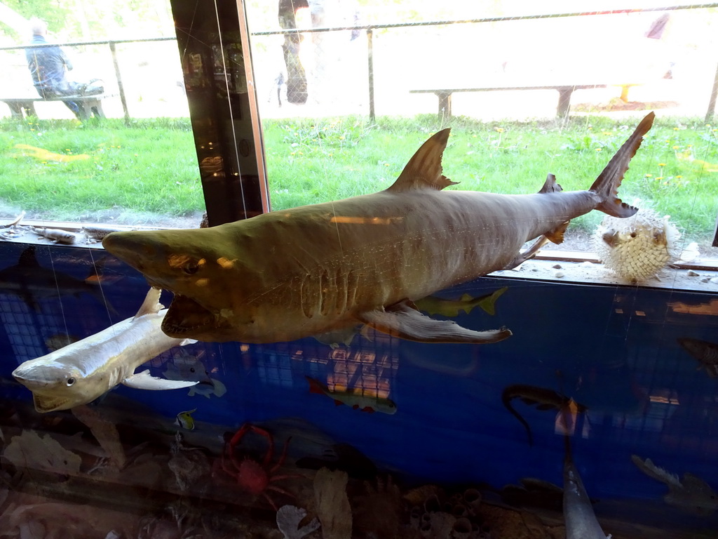 Stuffed sharks at the walkway from the Lower Floor to the Upper Floor at the Museum Building of the Oertijdmuseum