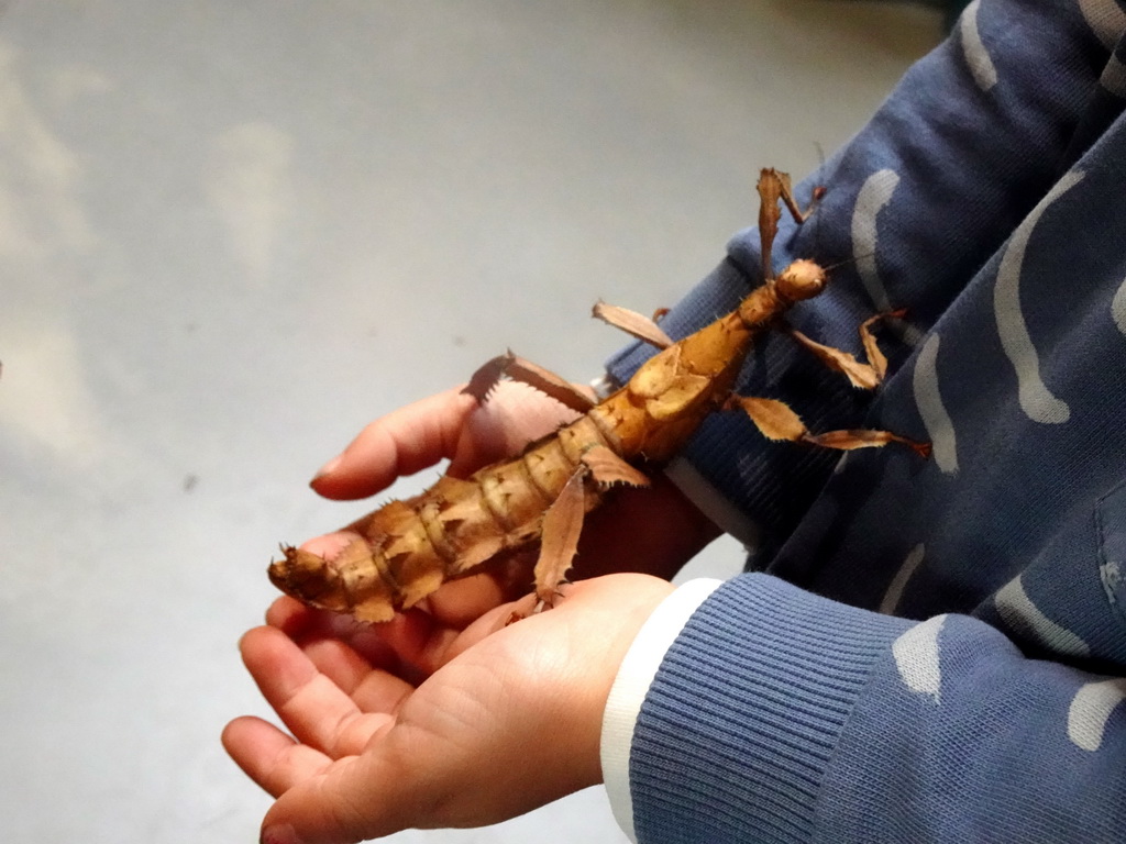 Max`s hands with an Australian Walking Stick at the lower floor of the Reptielenhuis De Aarde zoo