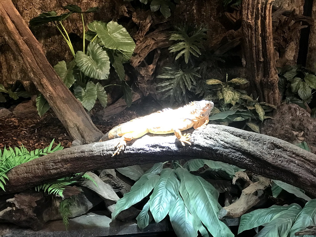 Lizard at the upper floor of the Reptielenhuis De Aarde zoo