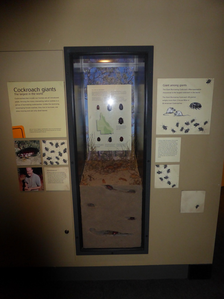 Models and information on Cockroach Giants at the first floor of the Queensland Museum & Sciencentre