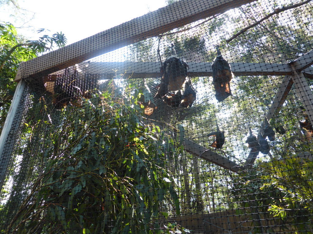 Grey-headed Flying Foxes at the Lone Pine Koala Sanctuary