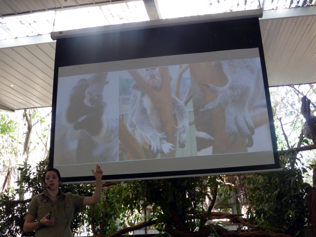 Zoo keeper with information on Koala nails during the Koala Presentation at the Lone Pine Koala Sanctuary