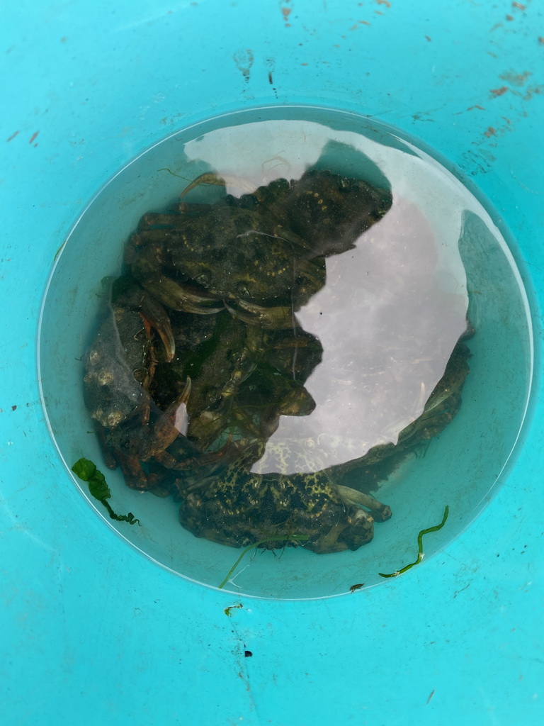 Bucket with crabs on a beach at the north side of the Grevelingendam