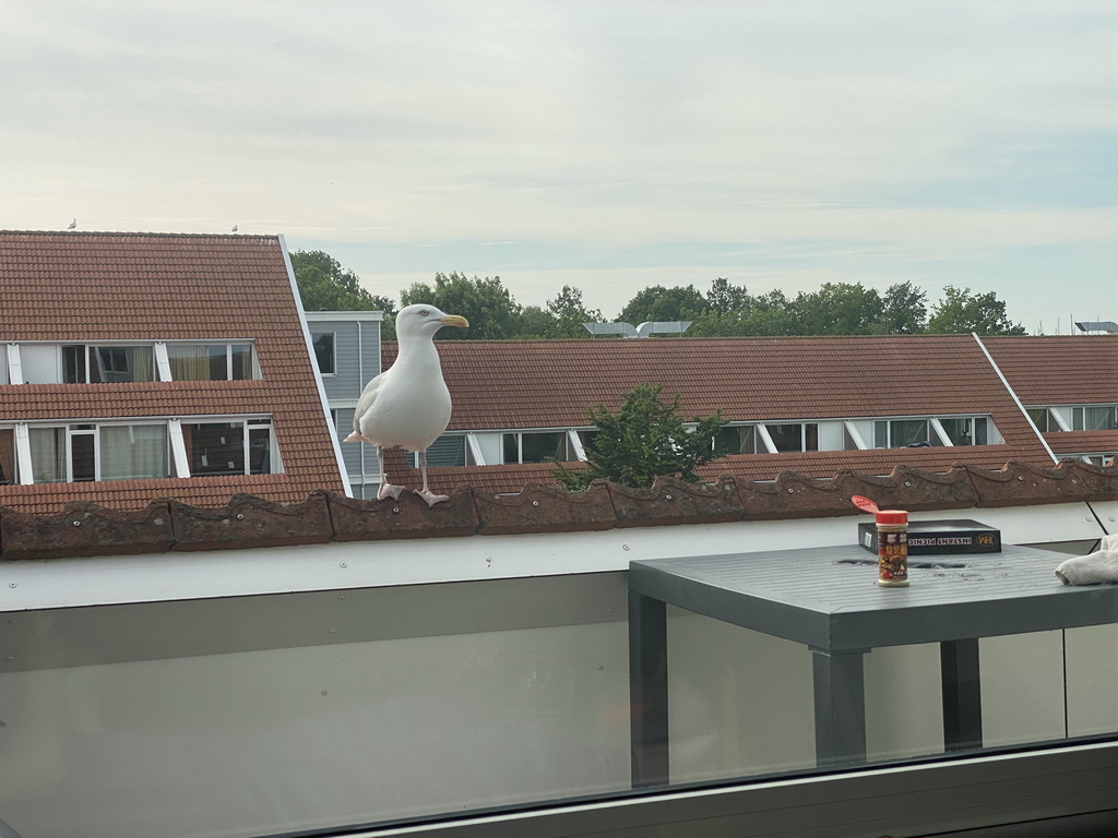 Seagull at the balcony of our apartment at Holiday Park AquaDelta