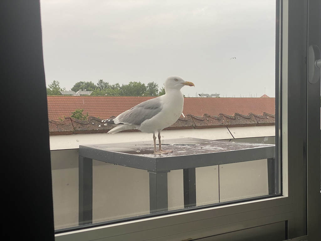 Seagull at the balcony of our apartment at Holiday Park AquaDelta