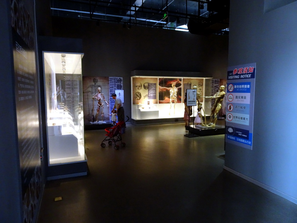 Interior of the Body World exhibition at the Third Floor of the Dalian Jinshitan Mystery of Life Museum