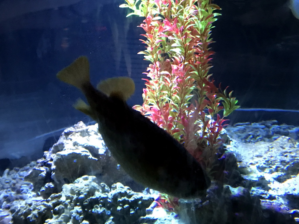 Fish at the Pole Aquarium at the Dalian Laohutan Ocean Park