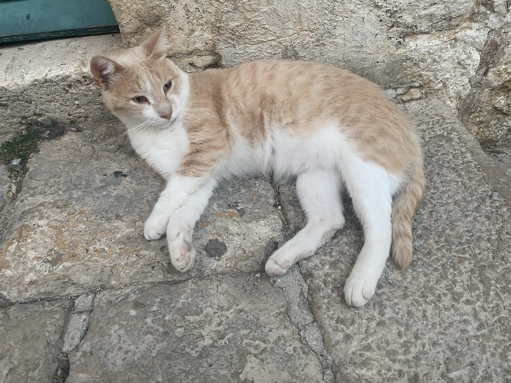 Cat at the Jesuit Stairs