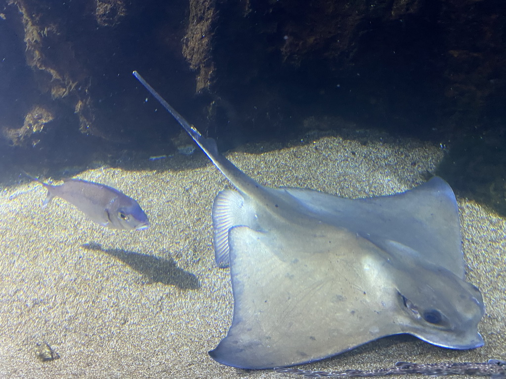 Stingray and other fish at the Dubrovnik Aquarium