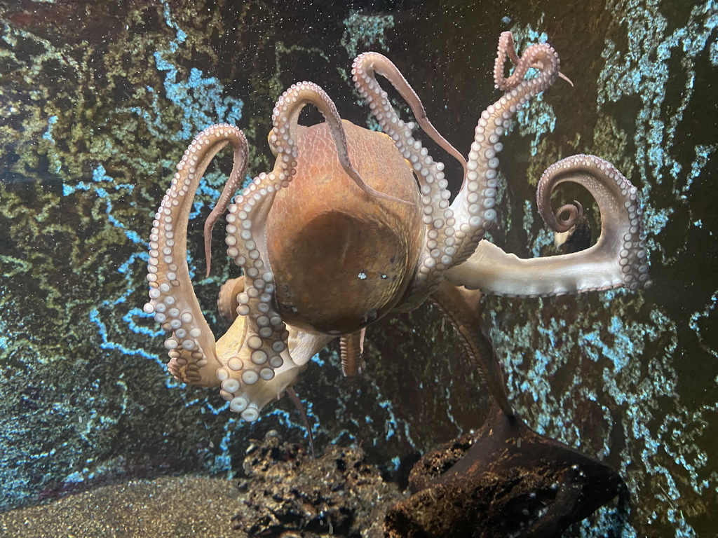 Octopus at the Dubrovnik Aquarium