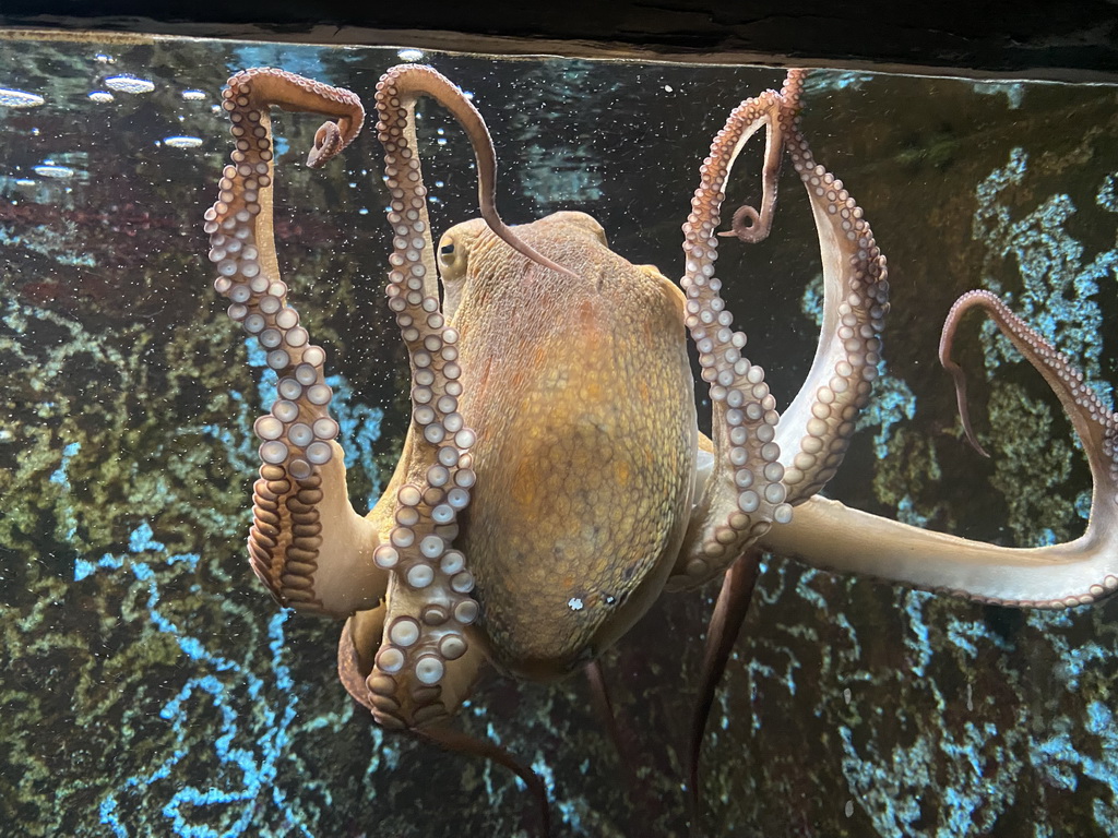 Octopus at the Dubrovnik Aquarium