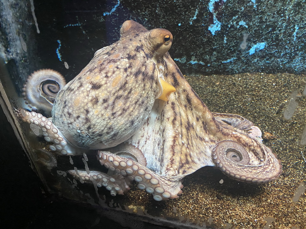 Octopus at the Dubrovnik Aquarium