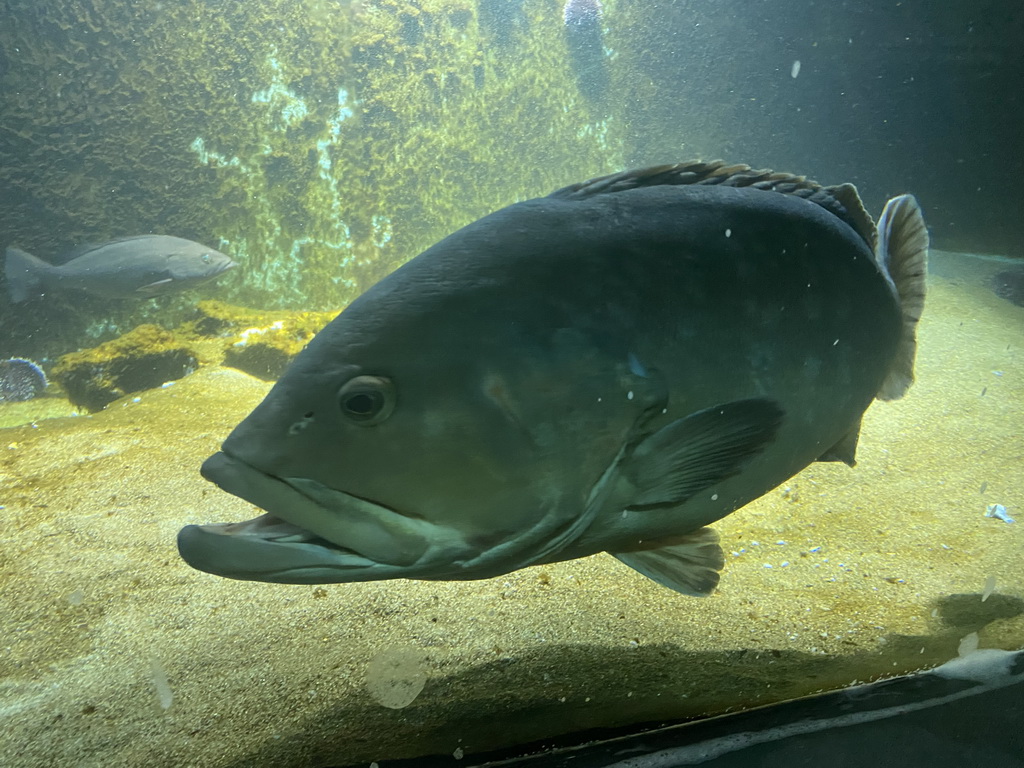 Fishes at the Dubrovnik Aquarium