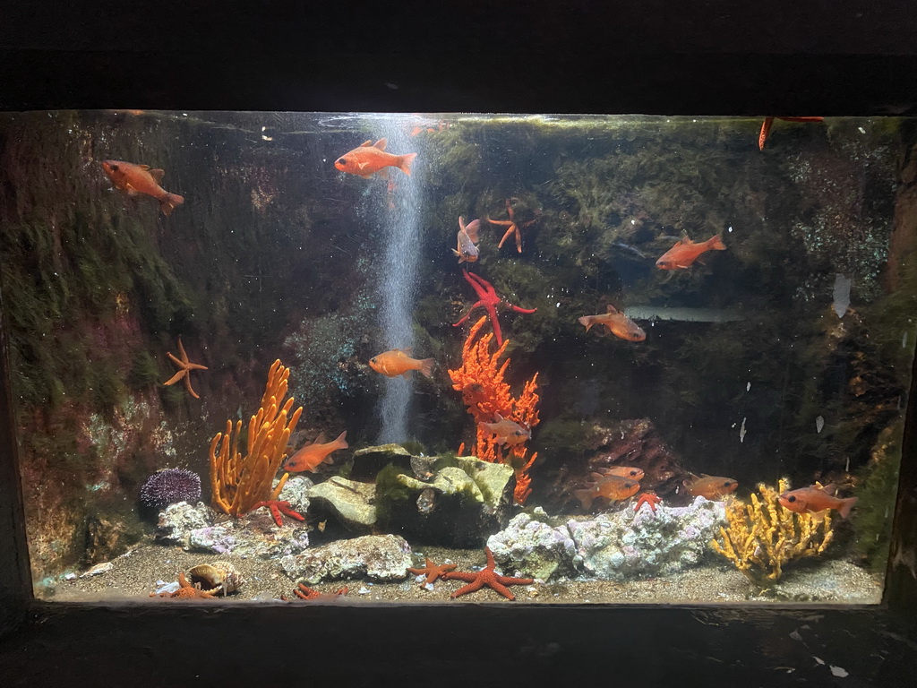 Cardinal Fishes, Starfishes, Purple Sea Urchin and coral at the Dubrovnik Aquarium