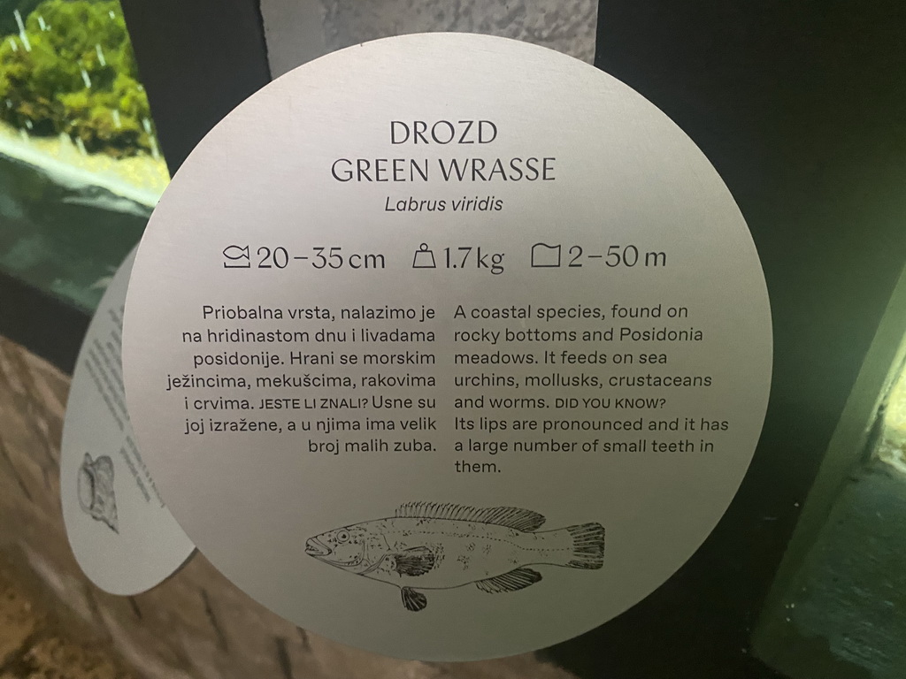 Explanation on the Green Wrasse at the Dubrovnik Aquarium