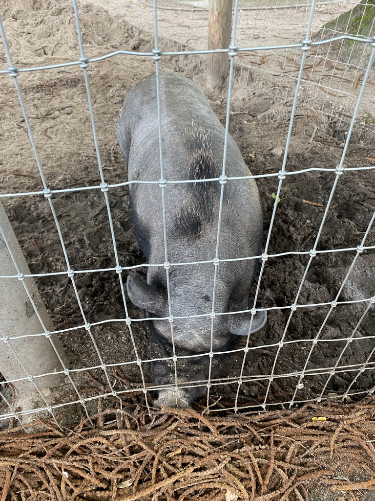 Pig at the petting zoo at the Landal Coldenhove holiday park